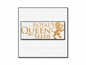 ROYAL QUEEN SEEDS