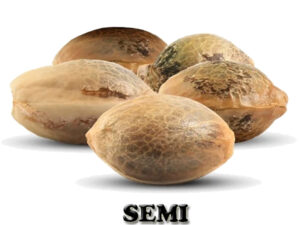 semi