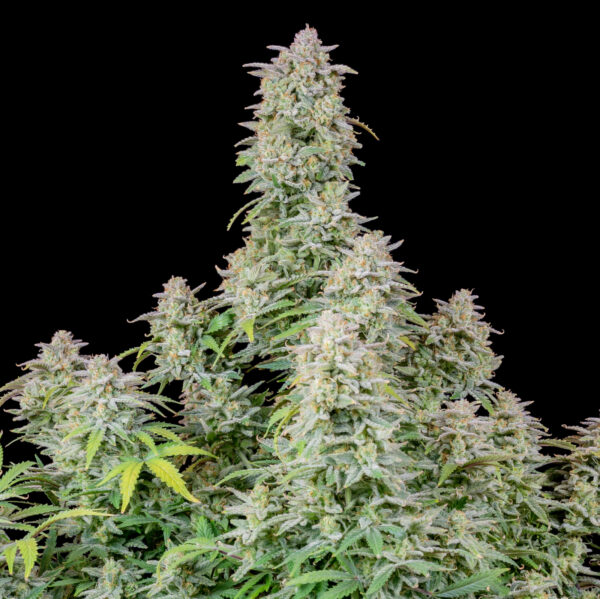 Forbidden Runtz Auto THC Fino a 26% - immagine 2