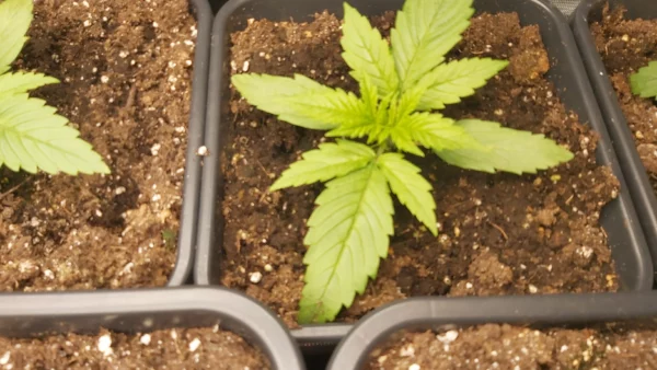 AK Auto THC fino a 21% - immagine 2