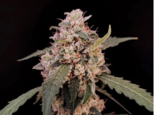 AK Auto THC fino a 21%