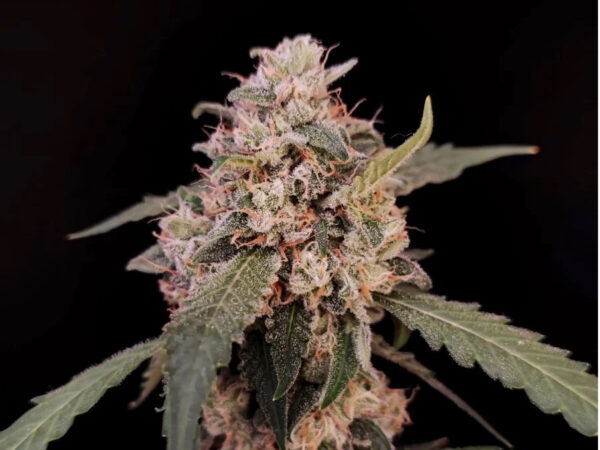 AK Auto THC fino a 21%
