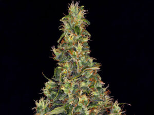 AMNESIA HAZE AUTO STRAIN THC 21% CBD 0,75% Autofiorenti