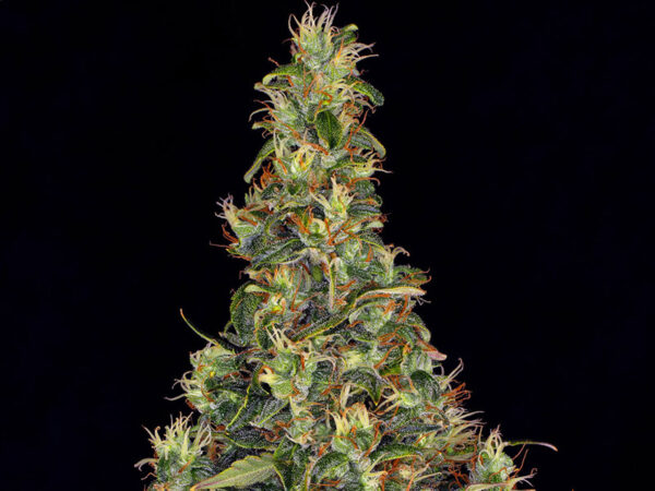 AMNESIA HAZE AUTO STRAIN THC 21% CBD 0,75% Autofiorenti