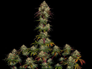 AMNESIA LEMON STRAIN THC 21% CBD 1,2 Femminizzate