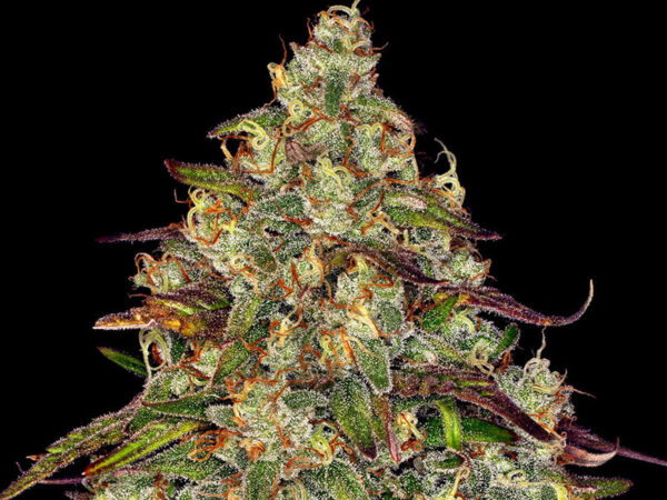 AMNESIA LEMON STRAIN THC 21% CBD 1,2 Femminizzate - immagine 2