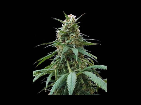 AMNESIA OG AUTO THC 19% CBD 0.60% Autofiorenti - immagine 2