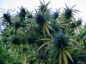 AMNESIA OG AUTO THC 19% CBD 0.60% Autofiorenti