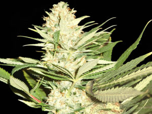 AMNESIA OG THC 22% CBD 0,40% Femminizzate