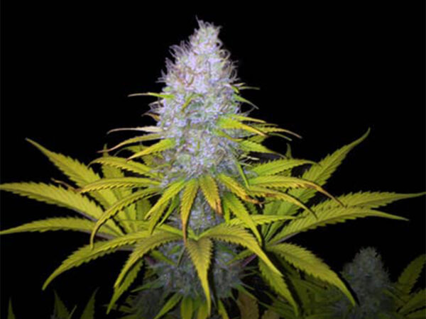 AMNESIA OG THC 22% CBD 0,40% Femminizzate - immagine 2