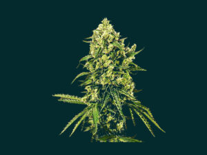 AUTOMIC BOMB XXL THC 18% CBD 0.10 Autofiorenti