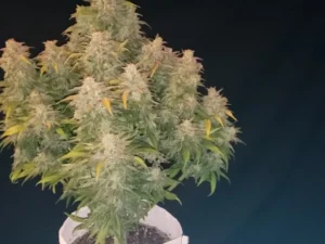 Afghan Kush Auto THC fino a 22%