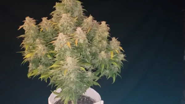 Afghan Kush Auto THC fino a 22%