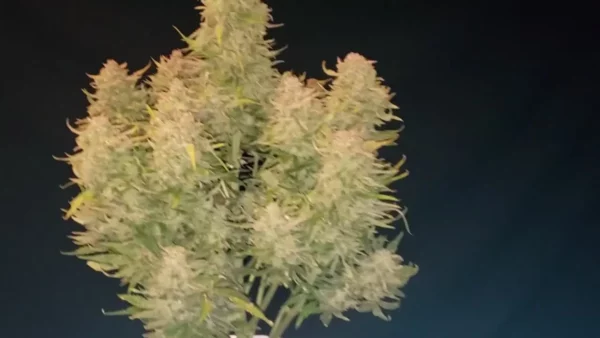 Afghan Kush Auto THC fino a 22% - immagine 2