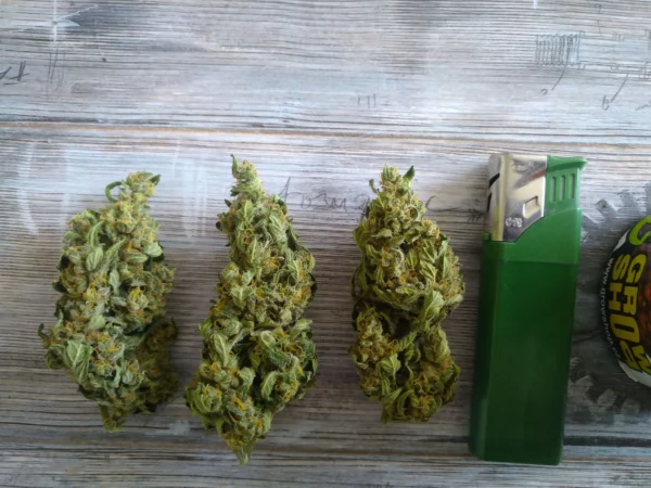 Amnesia Haze Auto THC fino a 22% - immagine 2