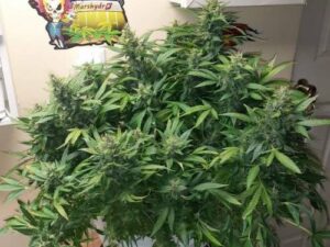 Amnesia Haze Auto THC fino a 22%