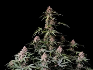 Amnesia Zkittlez Auto THC Fino a 24%