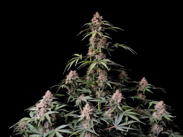 Amnesia Zkittlez Auto THC Fino a 24%