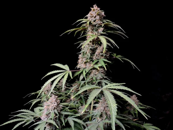 Amnesia Zkittlez Auto THC Fino a 24% - immagine 2