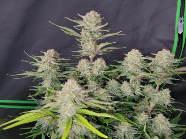 Apricot Auto THC fino a 26% - immagine 2