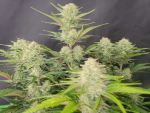 Apricot Auto THC fino a 26%