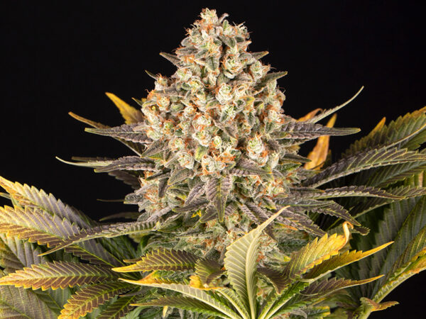 BANANA PUNCH STRAIN THC 26% CBD 0,5 Femminizzate - immagine 2
