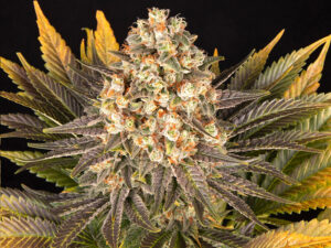 BANANA PUNCH STRAIN THC 26% CBD 0,5 Femminizzate