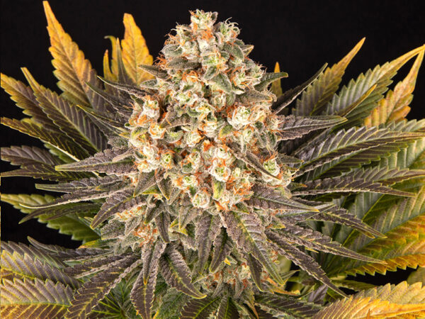 BANANA PUNCH STRAIN THC 26% CBD 0,5 Femminizzate