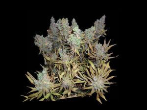 BLUE DREAMS AUTO THC 18% CBD 1.00 Autofiorenti
