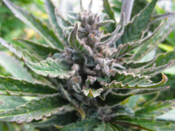 BLUE DREAMS THC 20% CBD 1,10 Femminizzate - immagine 2