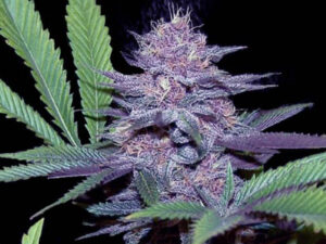 BLUE DREAMS THC 20% CBD 1,10 Femminizzate