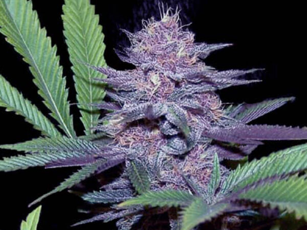 BLUE DREAMS THC 20% CBD 1,10 Femminizzate