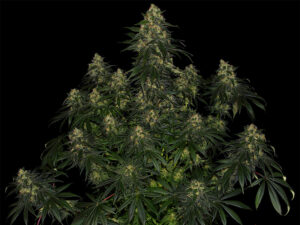 BLUE GELATO 41 STRAIN THC 25% CBD 0,5 Femminizzate