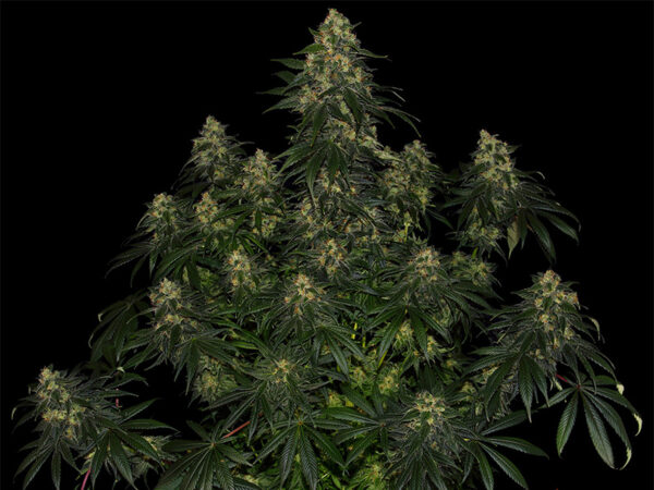 BLUE GELATO 41 STRAIN THC 25% CBD 0,5 Femminizzate