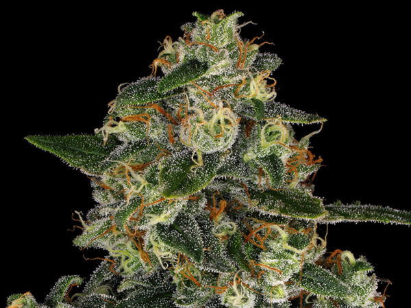 BLUE GELATO 41 STRAIN THC 25% CBD 0,5 Femminizzate - immagine 2