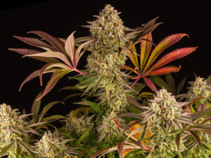 BLUE SUNSET SHERBERT STRAIN THC da 26 a 28% CBD 0,5 Femminizzate