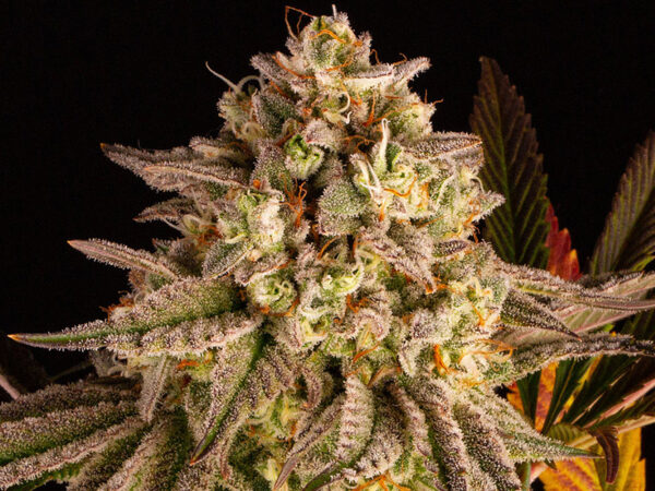 BLUE SUNSET SHERBERT STRAIN THC da 26 a 28% CBD 0,5 Femminizzate - immagine 2