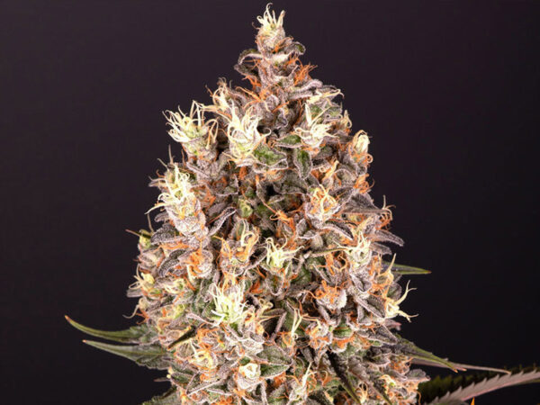 BLUEBERRY OG STRAIN THC 23% CBD 0,8 Femminizzate - immagine 2