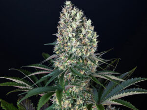 BLUEBERRY OG STRAIN THC 23% CBD 0,8 Femminizzate
