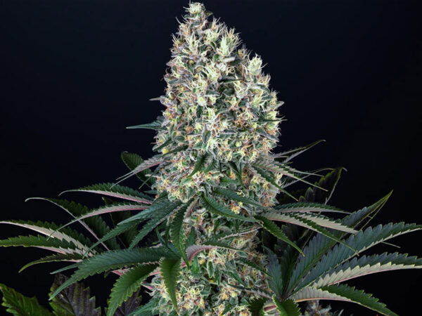 BLUEBERRY OG STRAIN THC 23% CBD 0,8 Femminizzate