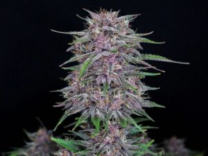 Banana Purple Punch Auto THC fino a 26%