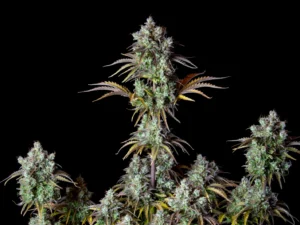 Big Bud AutoTHC fino a 23%