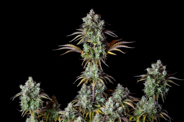 Big Bud AutoTHC fino a 23%