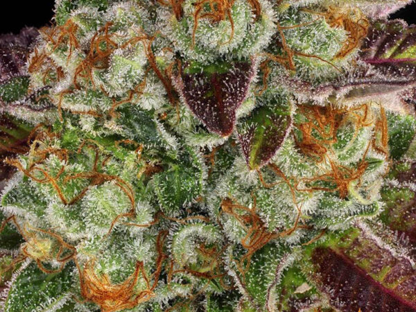 BISCOTTI MINTZ STRAIN THC da 25 a 30% CBD 0,8% Femminizzate - immagine 2