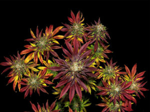 BISCOTTI MINTZ STRAIN THC da 25 a 30% CBD 0,8% Femminizzate