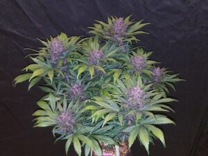 Blackberry Auto THC fino a 23%