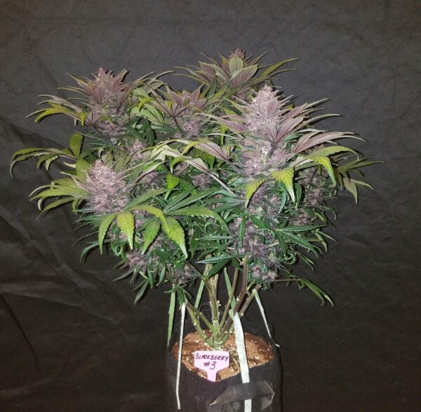 Blackberry Auto THC fino a 23% - immagine 2