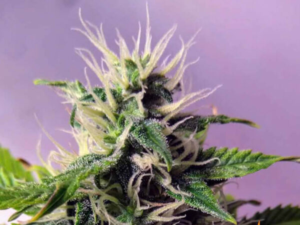 BLUE CHEESE AUTO STRAIN THC 16% CBD 1,8 Autofiorenti - immagine 2
