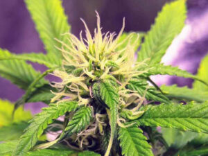 BLUE CHEESE AUTO STRAIN THC 16% CBD 1,8 Autofiorenti