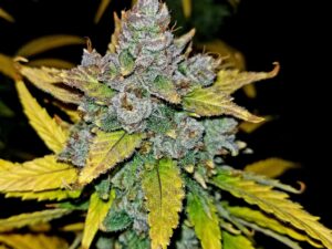 Blue Dream Auto THC fino a 22%